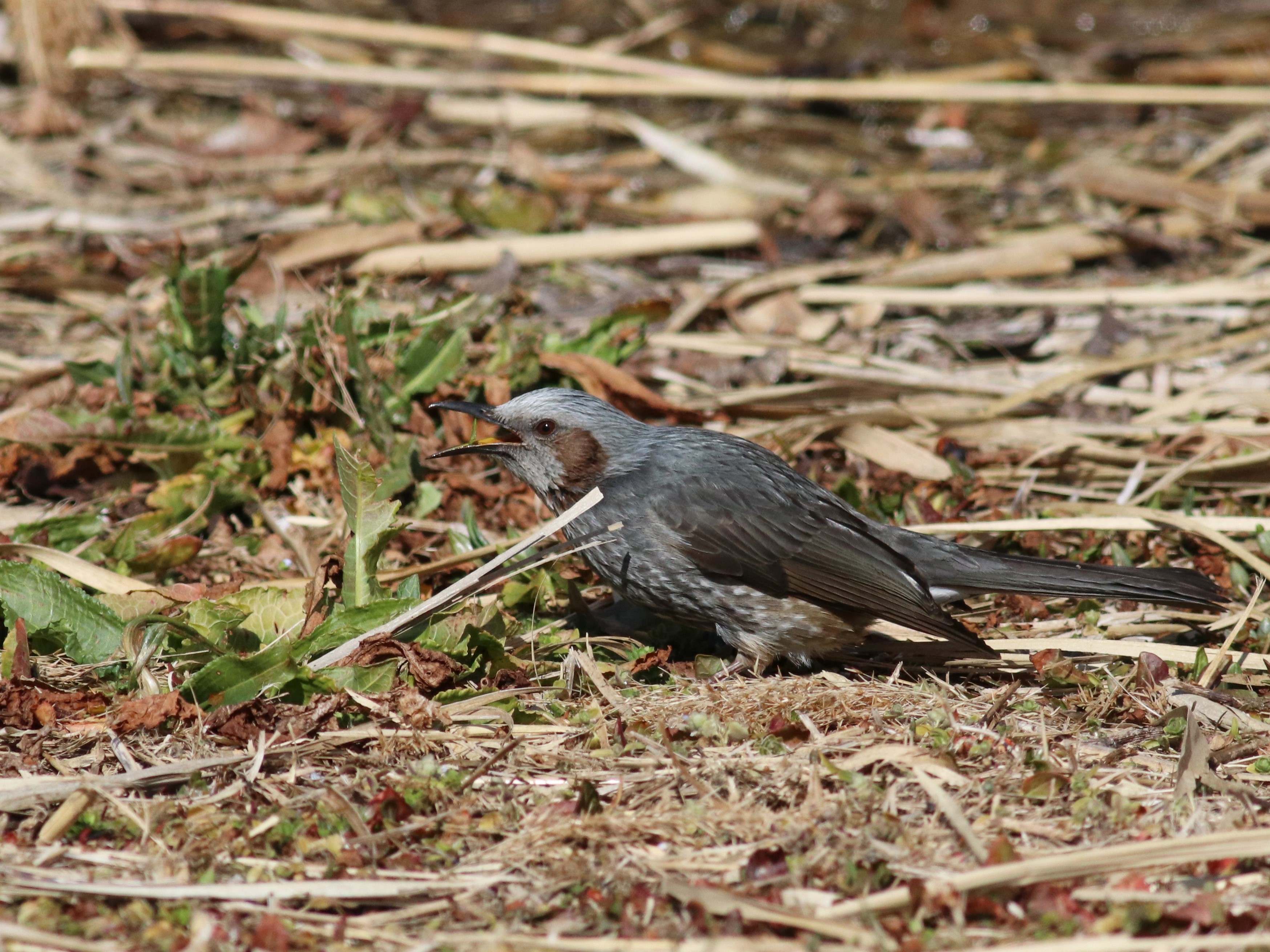草喰うヒヨドリ